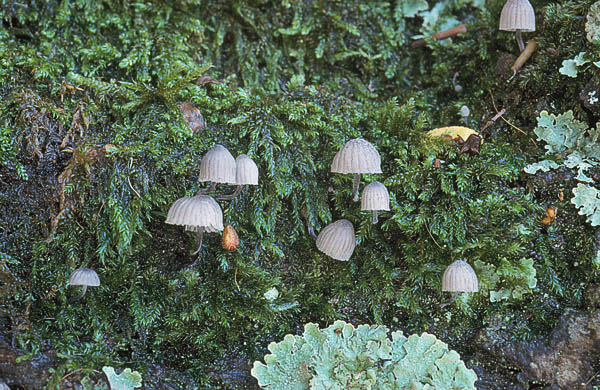 Mycena pseudocorticola